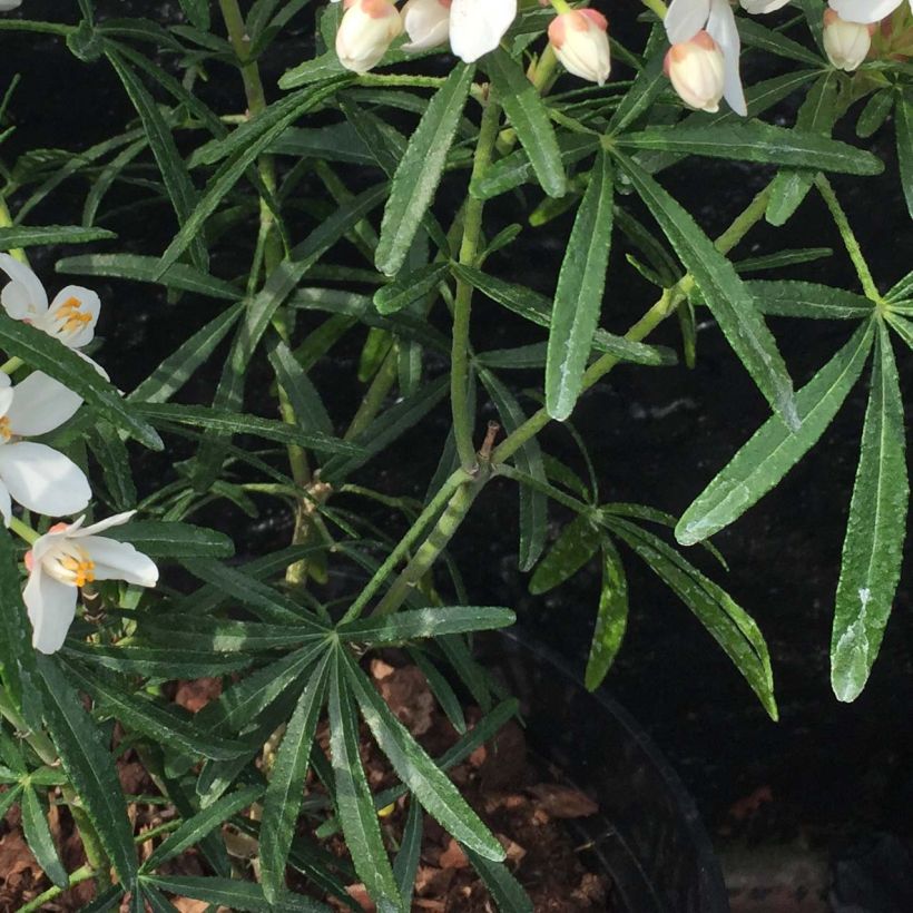 Orangenblume Scented Gem - Choisya ternata (Foliage)