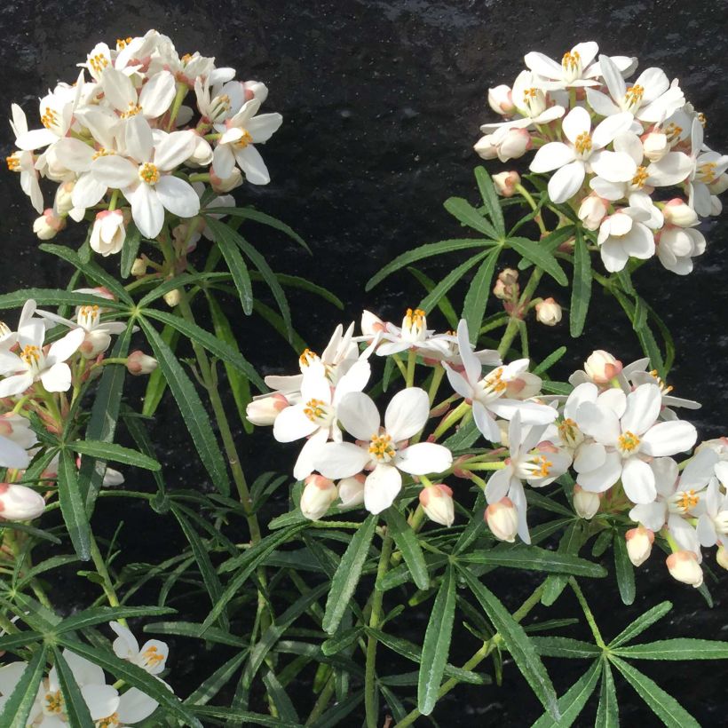 Orangenblume Scented Gem - Choisya ternata (Flowering)