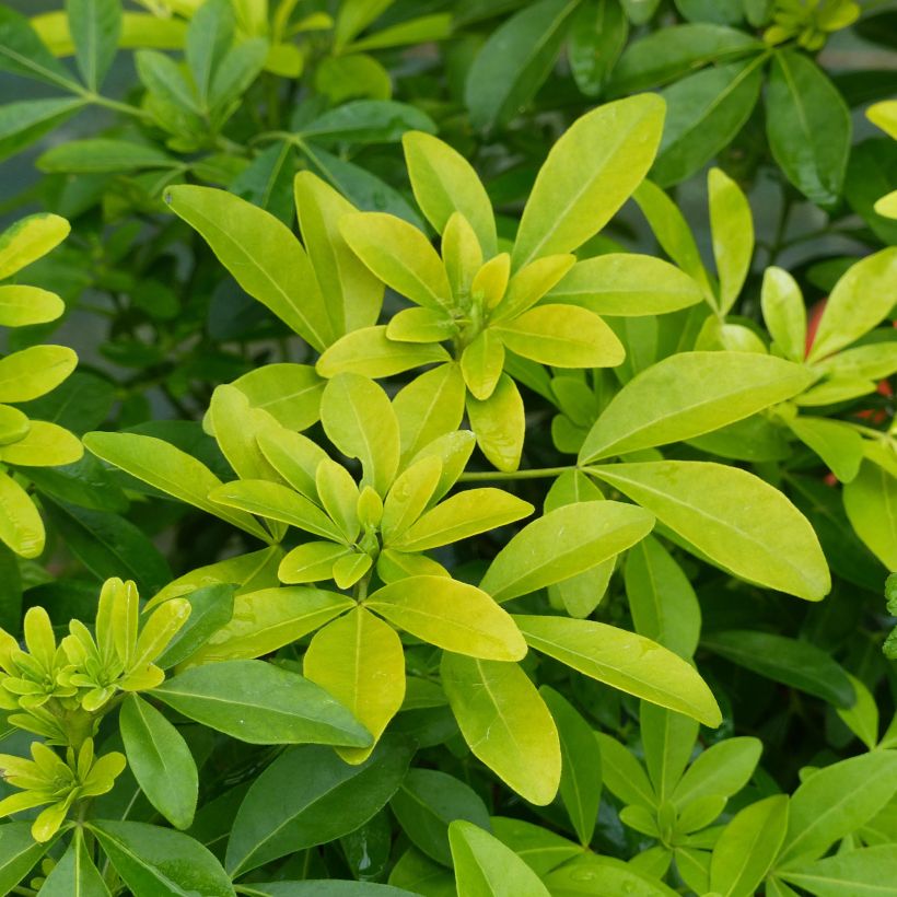 Orangenblume Sundance - Choisya ternata (Foliage)