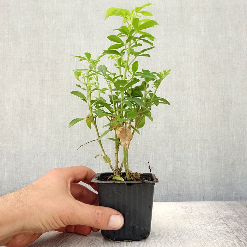 Example of Orangenblume Sundance - Choisya ternata Kleine Töpfe von 8/9 cm as you get in automne
