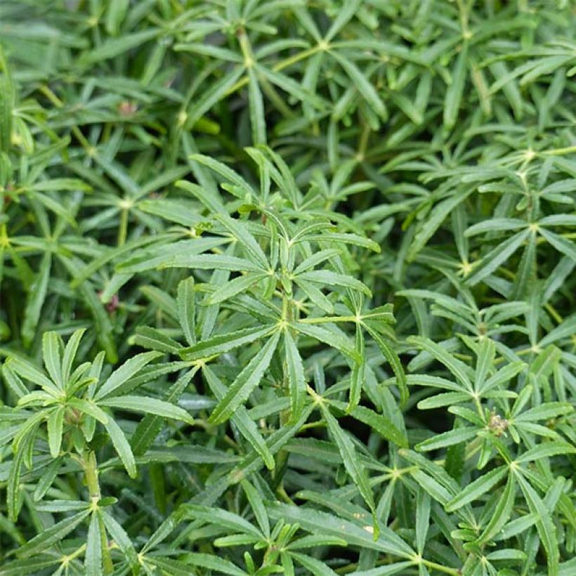 Orangenblume White Dazzler - Choisya ternata (Foliage)