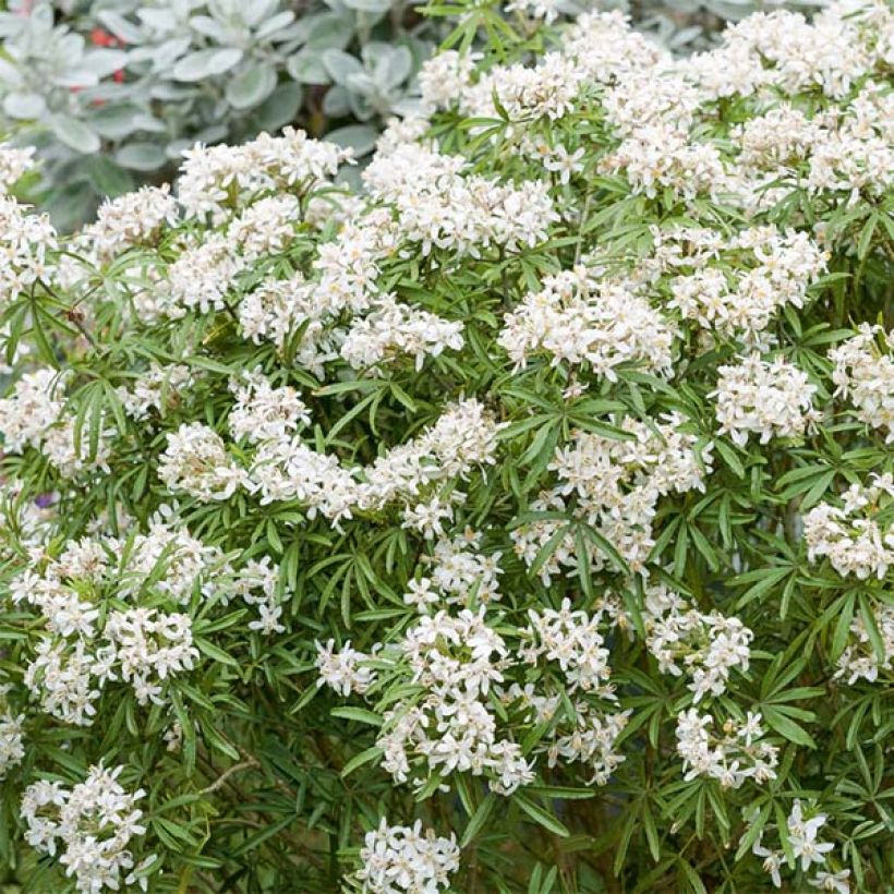 Orangenblume White Dazzler - Choisya ternata (Flowering)