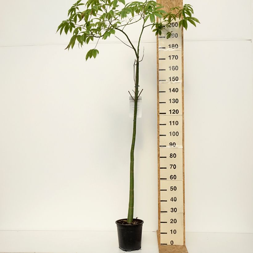 Exemplar von Ceiba speciosa - Florettseidenbaum Topf mit 7,5L/10L wie im Herbst geliefert