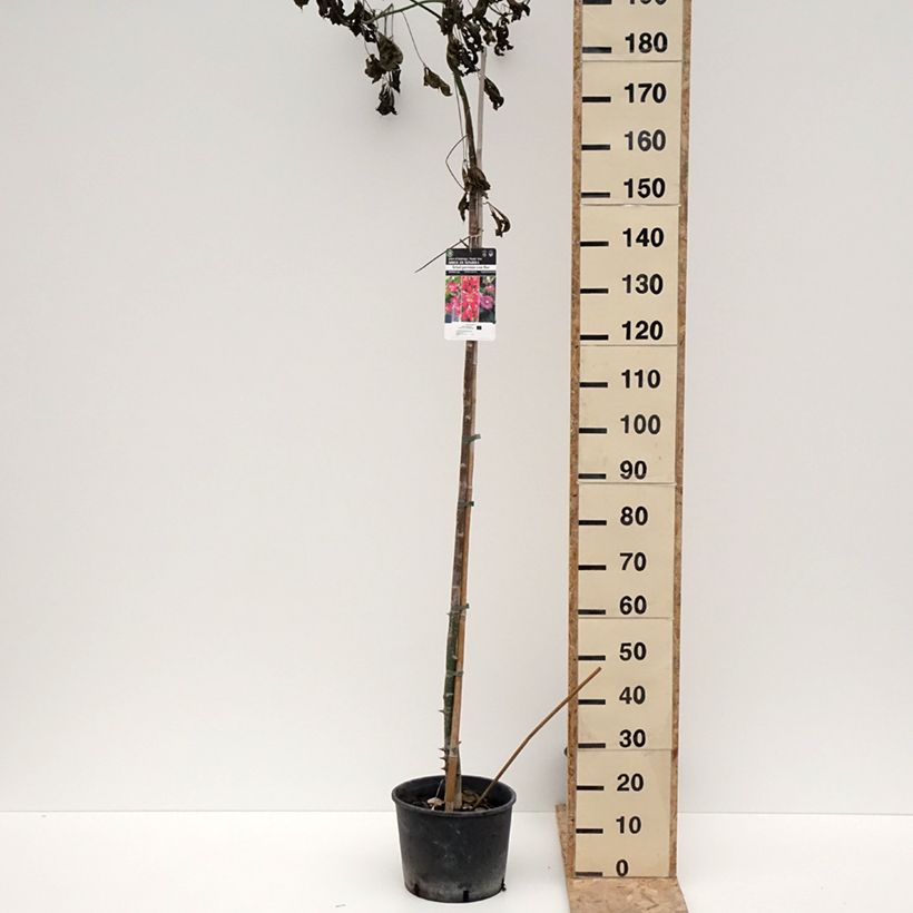 Example of Ceiba speciosa - Florettseidenbaum Topf mit 7,5L/10L as you get in hiver