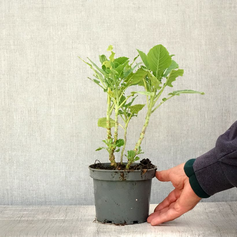 Example of Baumkohl ramosa Daubenton Topf mit 1,5L/2L as you get in automne