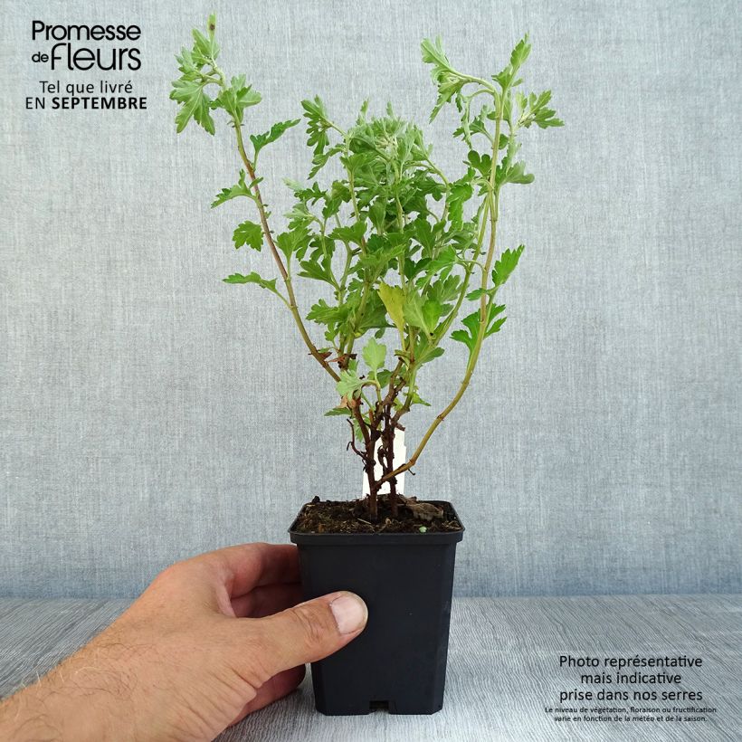 Example of Chrysanthemum Anastasia - Herbst-Chrysantheme Kleine Töpfe von 8/9 cm as you get in automne