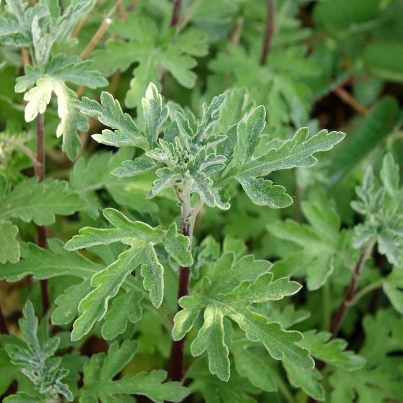 Chrysanthemum Bienchen - Herbst-Chrysantheme (Foliage)