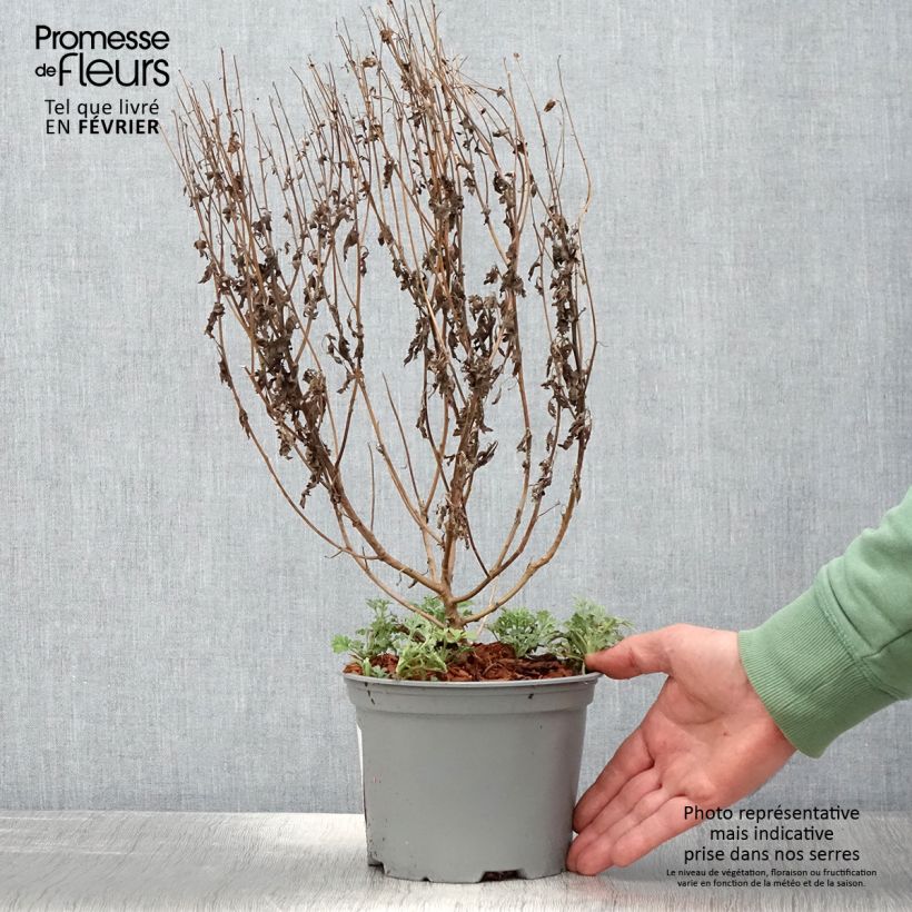 Exemplar von Chrysanthemum Bienchen - Herbst-Chrysantheme Topf mit 2L/3L wie im Winter geliefert