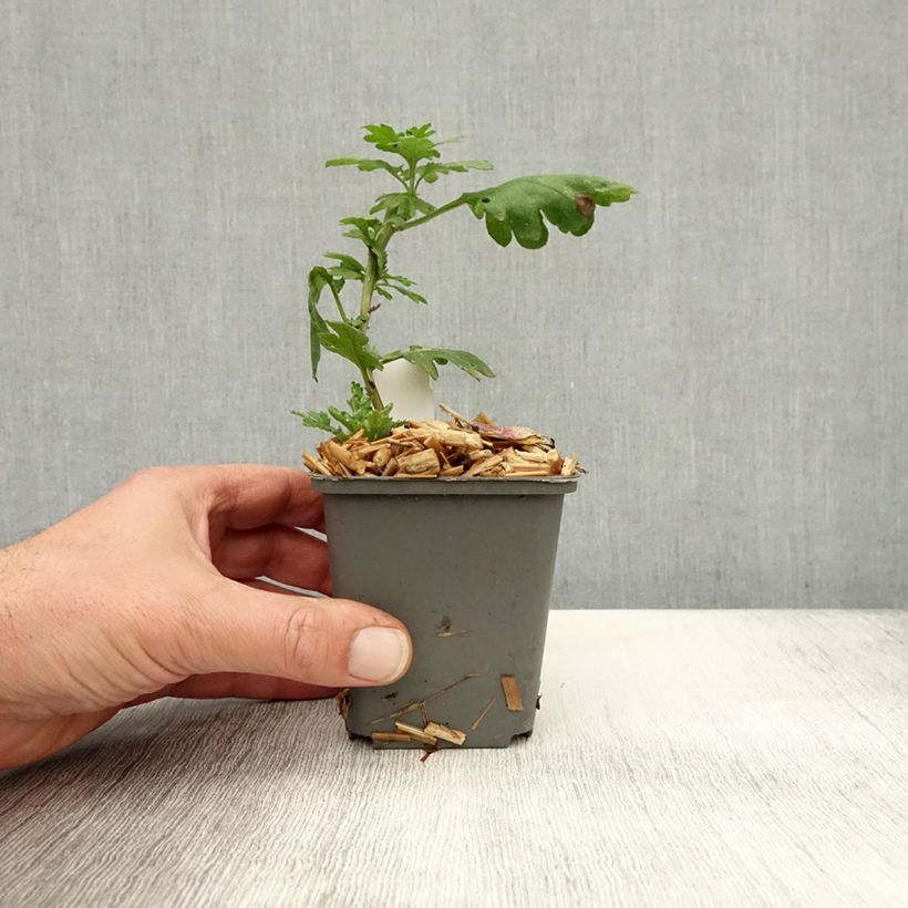 Example of Chrysanthemum indicum Cedie Mason - Chrysantheme Kleine Töpfe von 8/9 cm as you get in automne