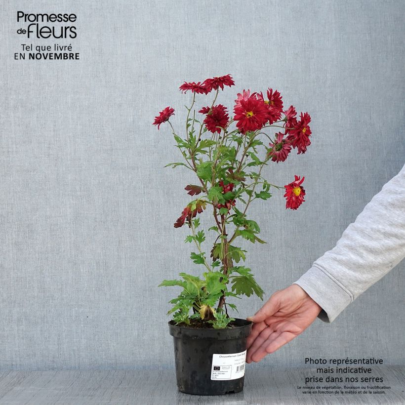 Example of Chrysanthemum indicum Cedie Mason - Chrysantheme Topf mit 2L/3L as you get in automne