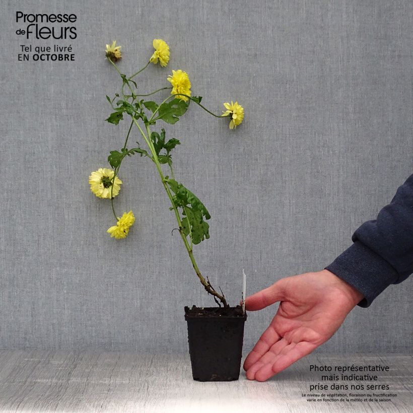 Example of Chrysanthemum Citronella - Herbst-Chrysantheme Kleine Töpfe von 8/9 cm as you get in automne