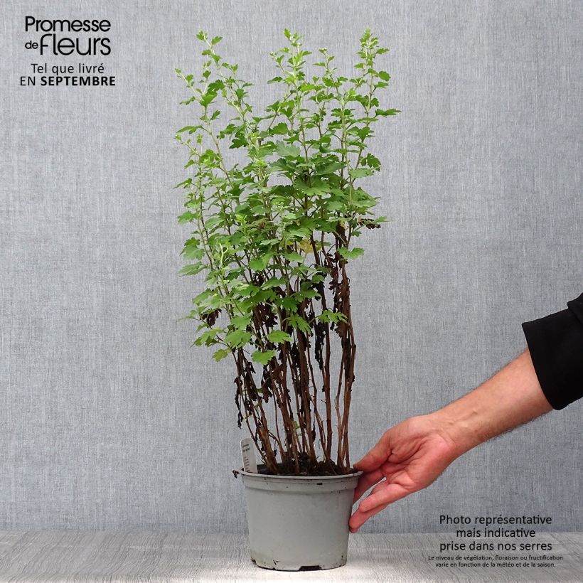 Example of Chrysanthemum Cottage Apricot - Herbst-Chrysantheme Topf mit 2L/3L as you get in automne
