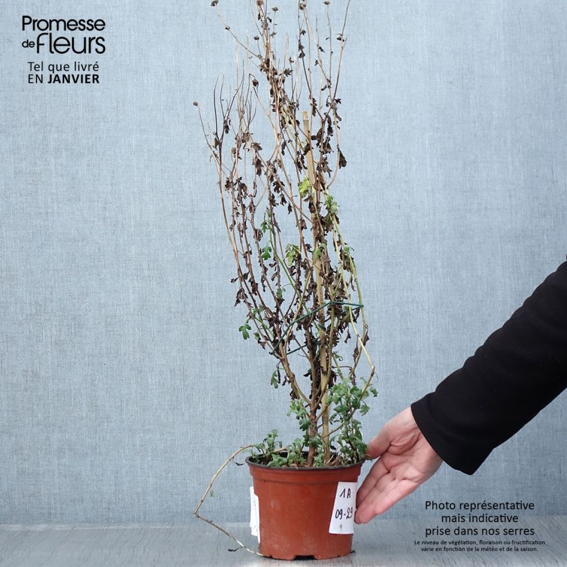 Exemplar von Chrysanthemum Cottage Apricot - Herbst-Chrysantheme Topf mit 2L/3L wie im Winter geliefert