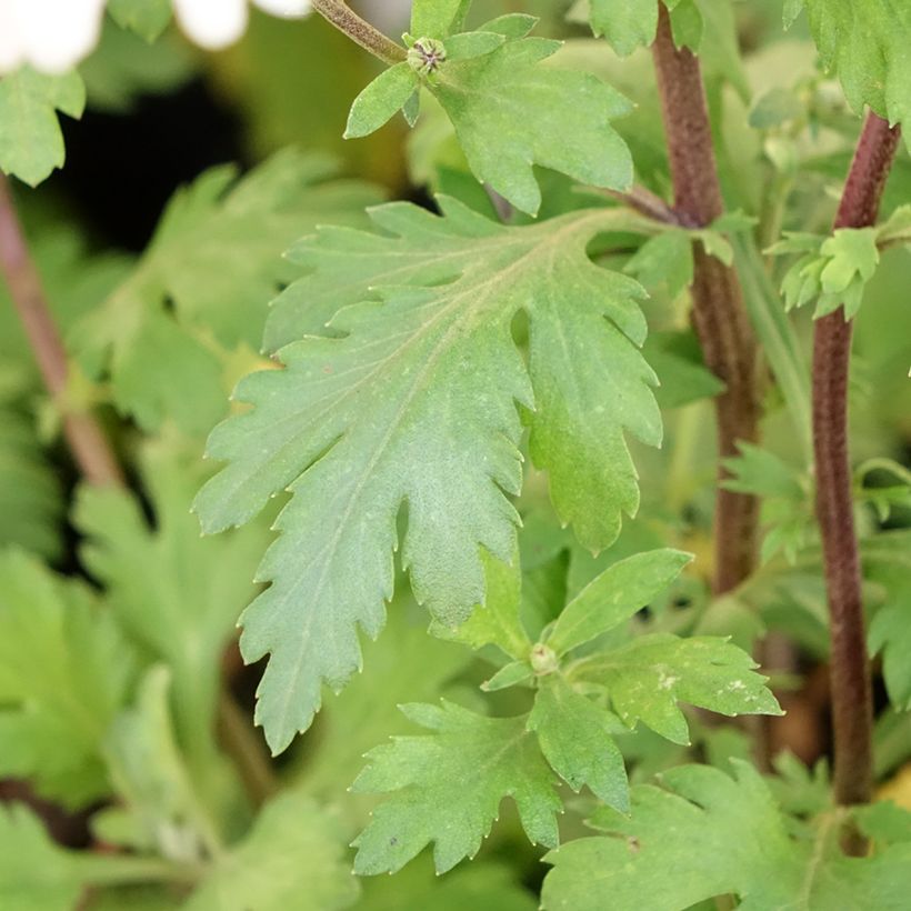 Chrysanthemum koreanum Hebe - Chrysantheme (Foliage)
