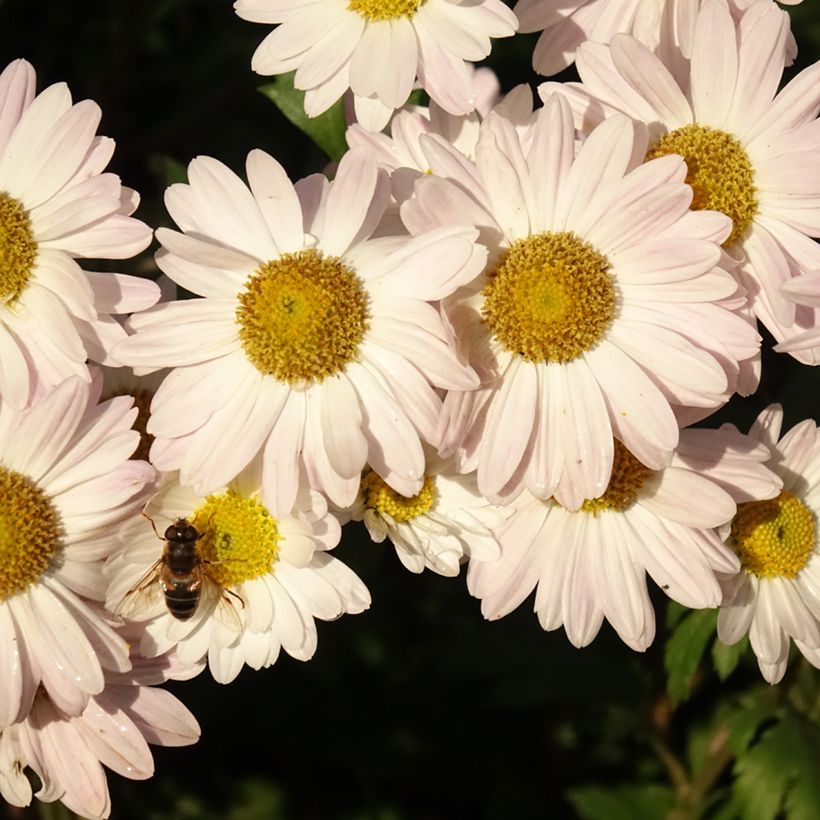 Chrysanthemum koreanum Hebe - Chrysantheme (Flowering)