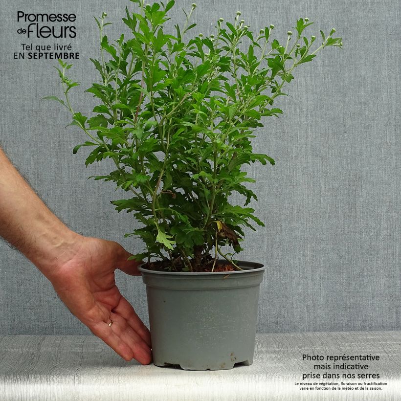 Example of Chrysanthemum koreanum Hebe - Chrysantheme Topf mit 2L/3L as you get in automne