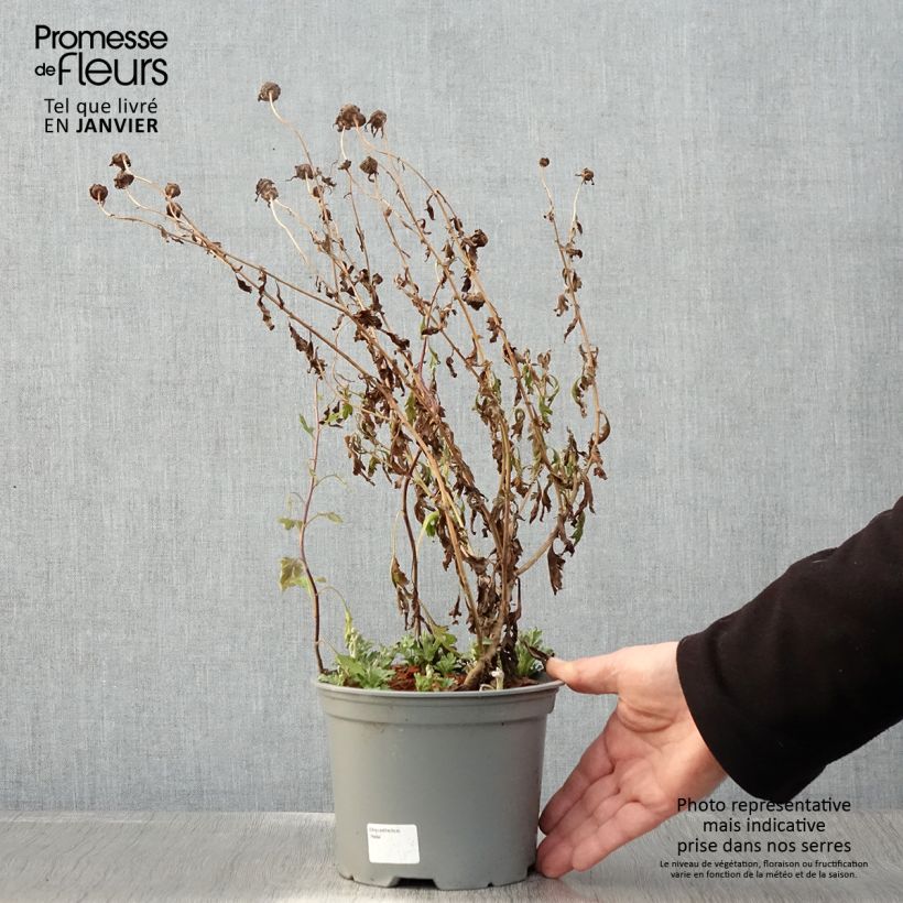 Exemplar von Chrysanthemum koreanum Hebe - Chrysantheme Topf mit 2L/3L wie im Winter geliefert