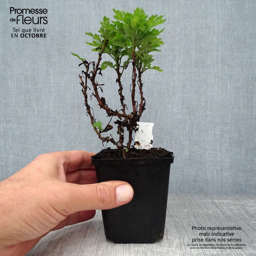 Example of Chrysanthemum indicum Herbstbrokat - Chrysantheme Kleine Töpfe von 8/9 cm as you get in automne