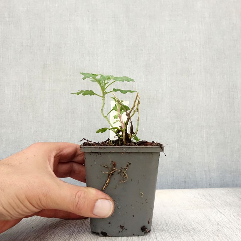 Example of Chrysanthemum indicum Julia - Chrysantheme Kleine Töpfe von 8/9 cm as you get in automne