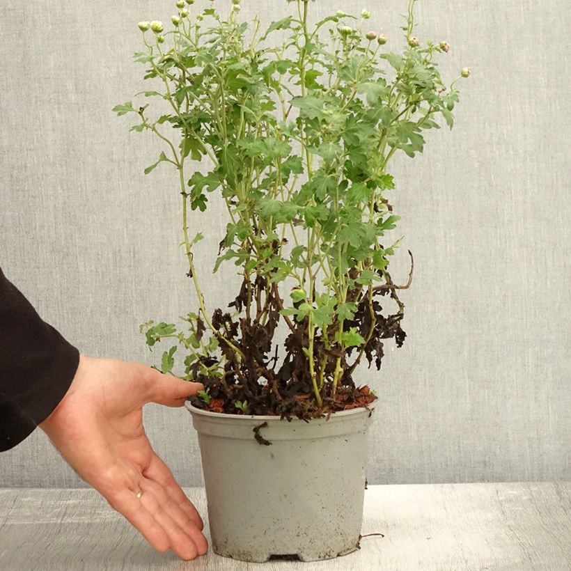 Example of Chrysanthemum indicum Julia - Chrysantheme Topf mit 2L/3L as you get in automne