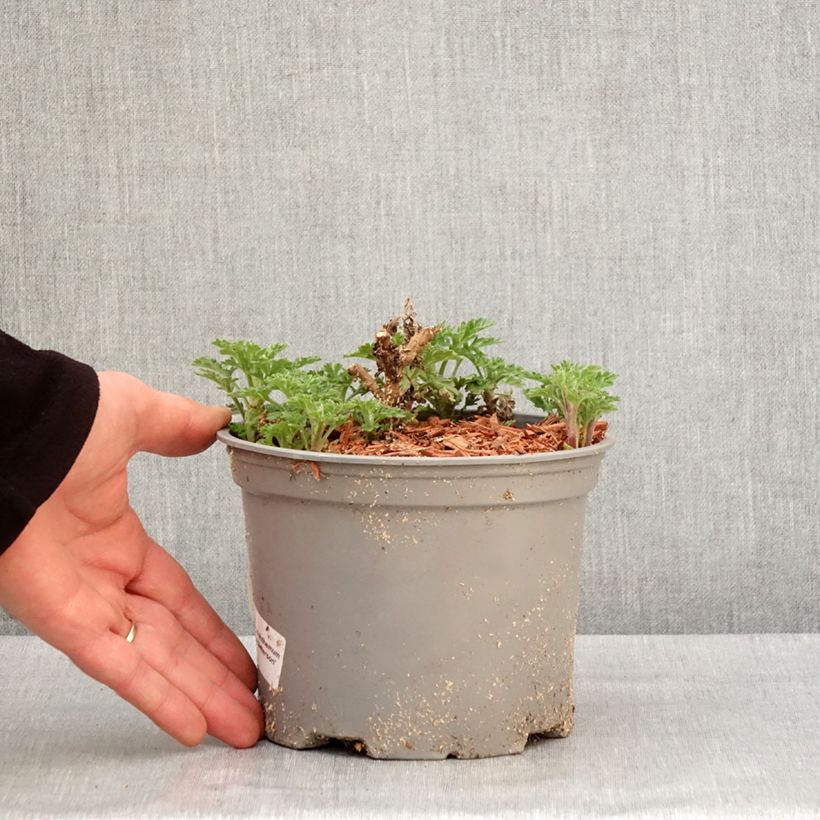 Exemplar von Chrysanthemum indicum Julia - Chrysantheme Topf mit 2L/3L wie im Winter geliefert