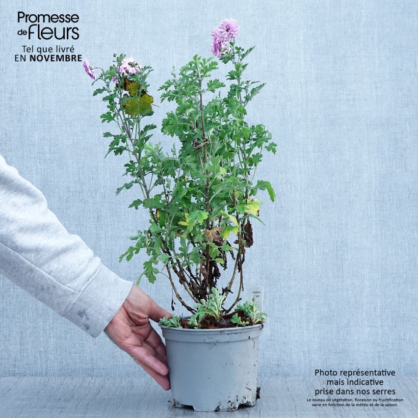 Example of Chrysanthemum Mei Kyo - Herbst-Chrysantheme Topf mit 2L/3L as you get in automne