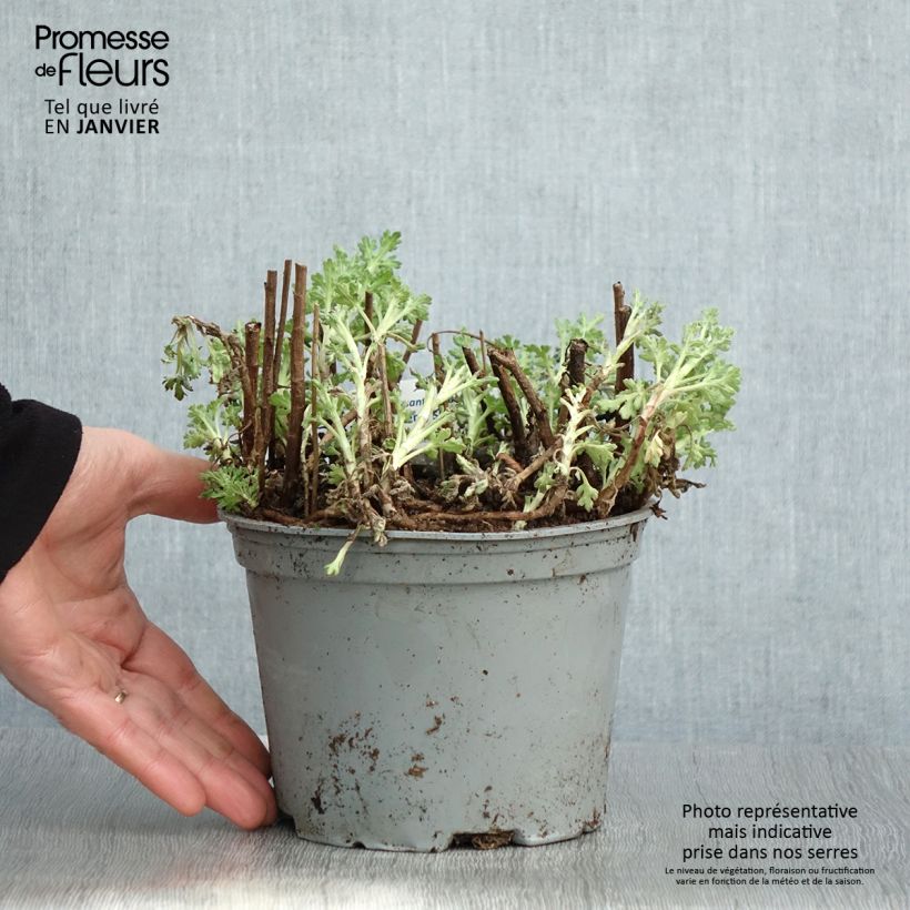 Exemplar von Chrysanthemum Nantyderry Sunshine - Herbst-Chrysantheme Topf mit 2L/3L wie im Winter geliefert