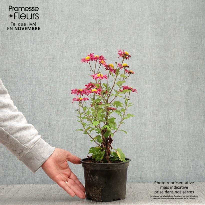 Example of Chrysanthemum Oury - Herbst-Chrysantheme Topf mit 2L/3L as you get in automne