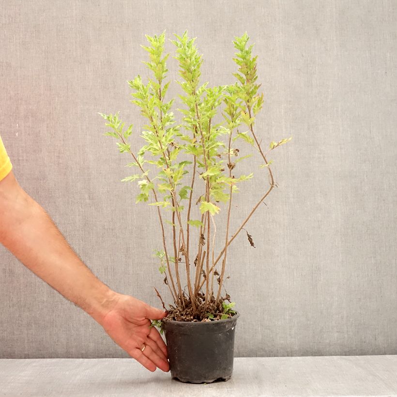 Exemplar von Chrysanthemum Oury - Herbst-Chrysantheme Topf mit 2L/3L wie im Sommer geliefert