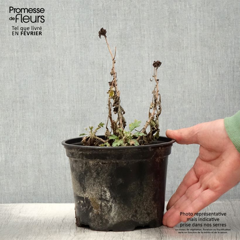 Exemplar von Chrysanthemum Oury - Herbst-Chrysantheme Topf mit 2L/3L wie im Winter geliefert