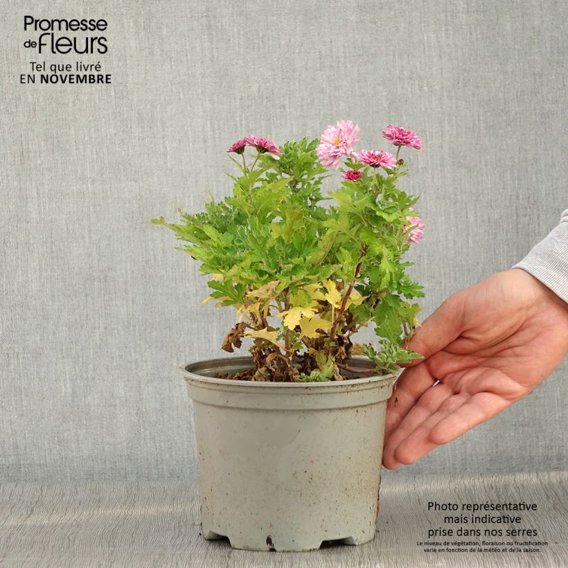 Example of Chrysanthemum Rehauge - Herbst-Chrysantheme Topf mit 2L/3L as you get in automne