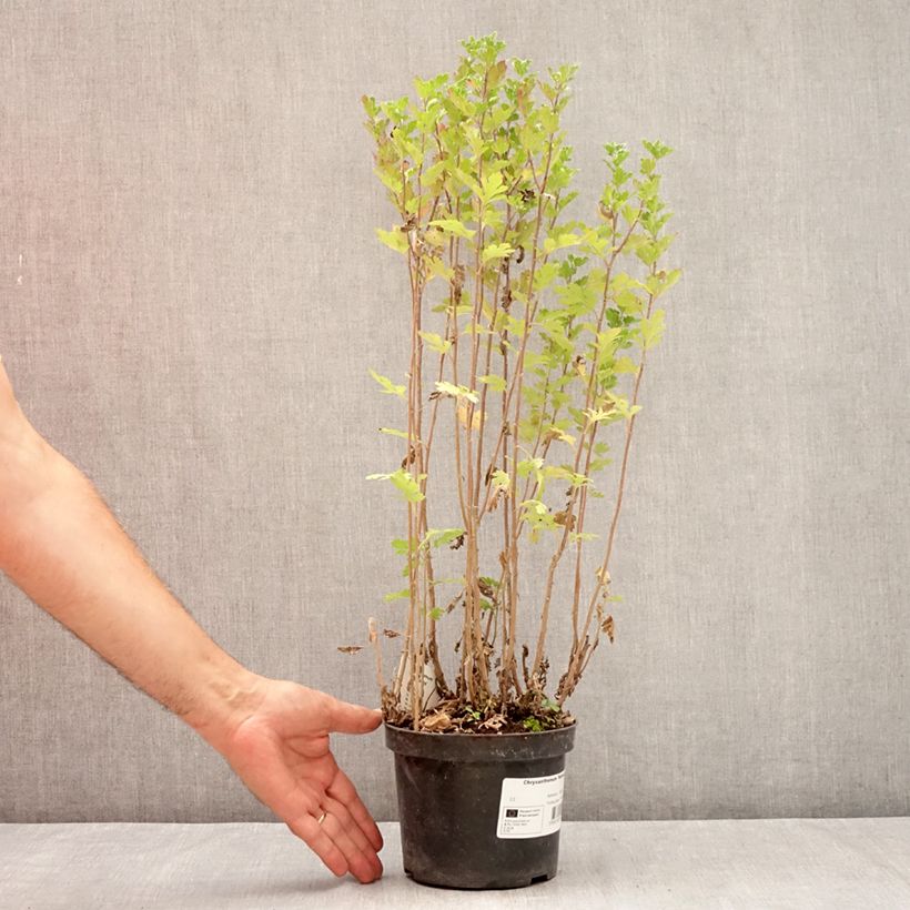 Exemplar von Chrysanthemum Rehauge - Herbst-Chrysantheme Topf mit 2L/3L wie im Sommer geliefert