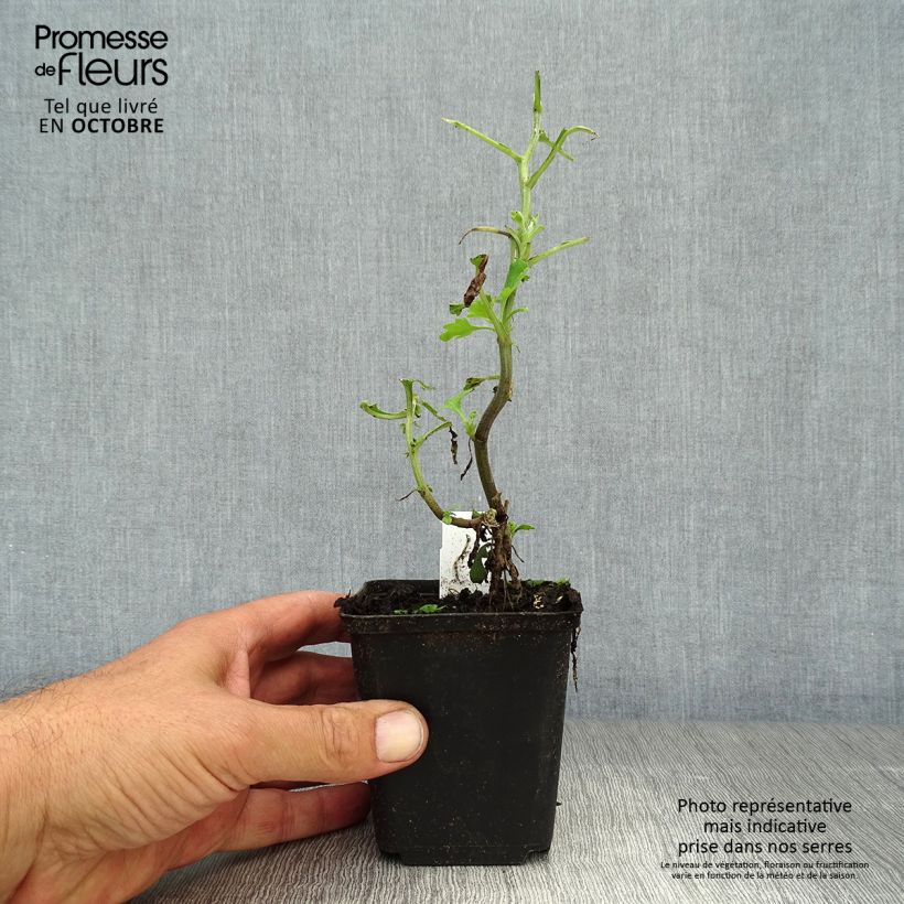 Example of Chrysanthemum indicum Brennpunkt - Chrysantheme Kleine Töpfe von 8/9 cm as you get in automne