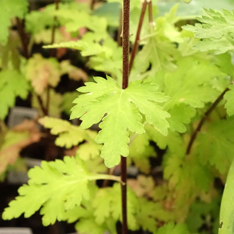 Chrysanthemum indicum Brennpunkt - Chrysantheme (Foliage)