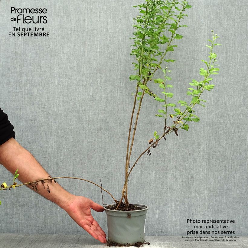 Example of Chrysanthemum indicum Poesie - Chrysantheme Topf mit 2L/3L as you get in automne