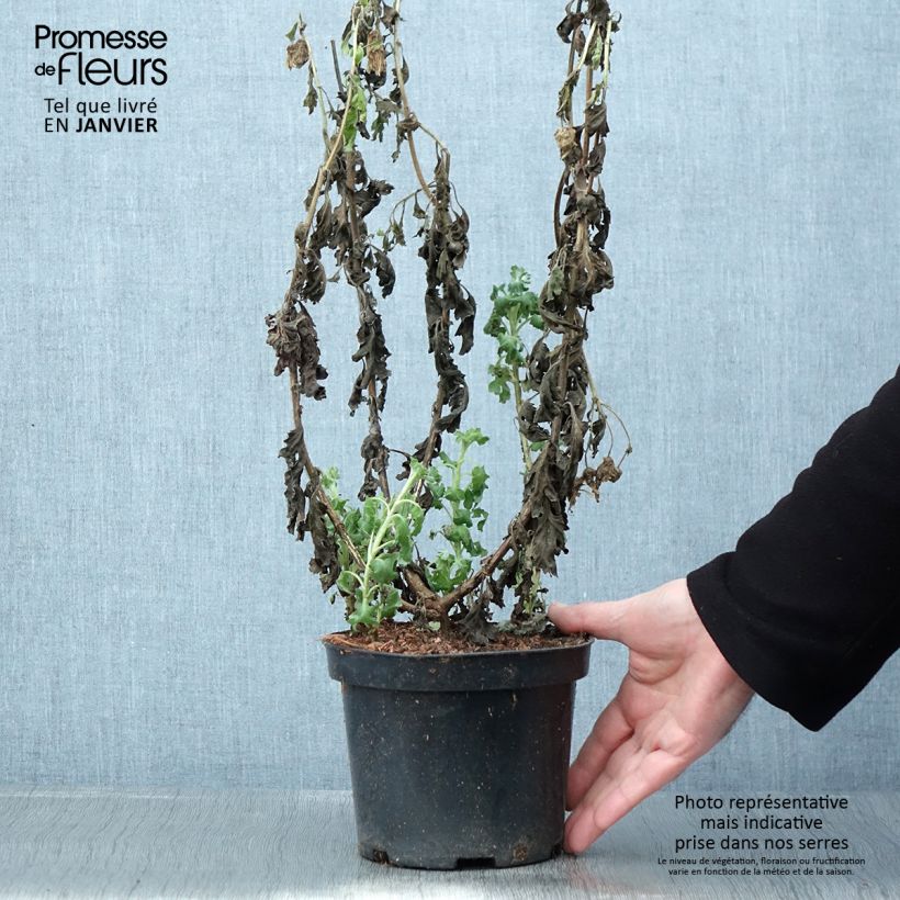 Exemplar von Chrysanthemum indicum Poesie - Chrysantheme Topf mit 2L/3L wie im Winter geliefert