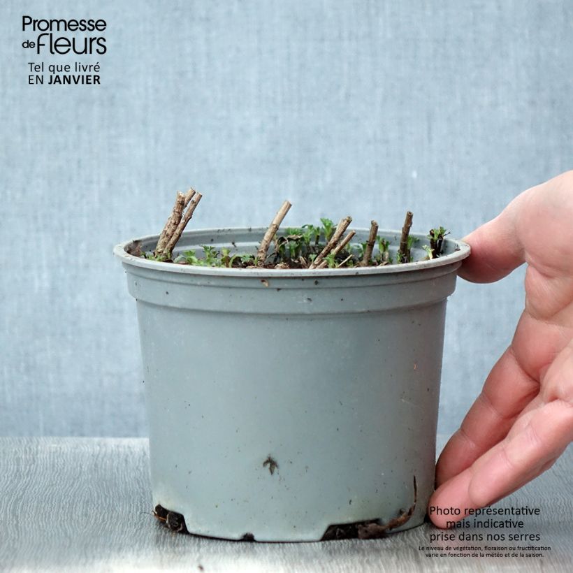 Exemplar von Chrysanthemum rubellum Clara Curtis - Herbst-Chrysantheme Topf mit 2L/3L wie im Winter geliefert