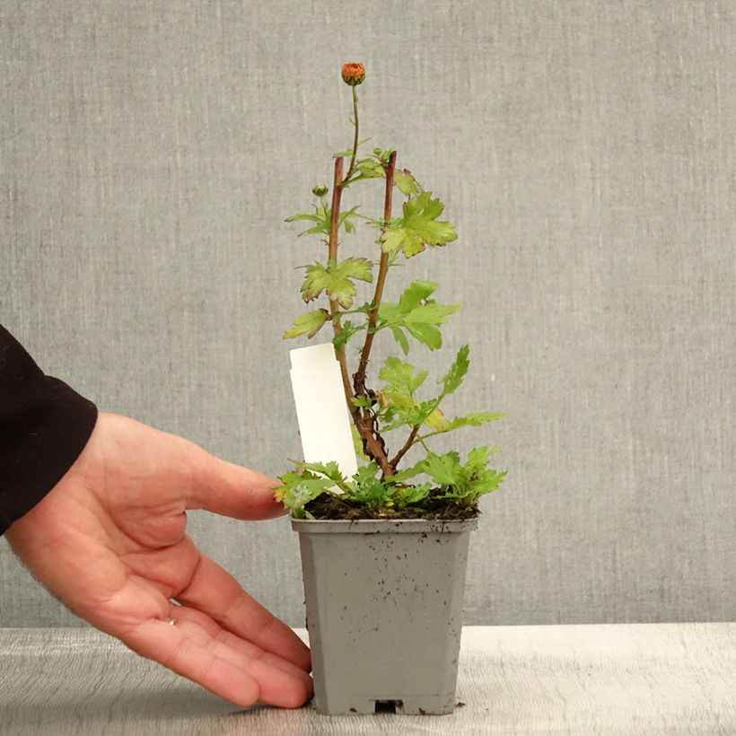 Example of Chrysanthemum rubellum Dernier Soleil - Herbst-Chrysantheme Kleine Töpfe von 8/9 cm as you get in automne