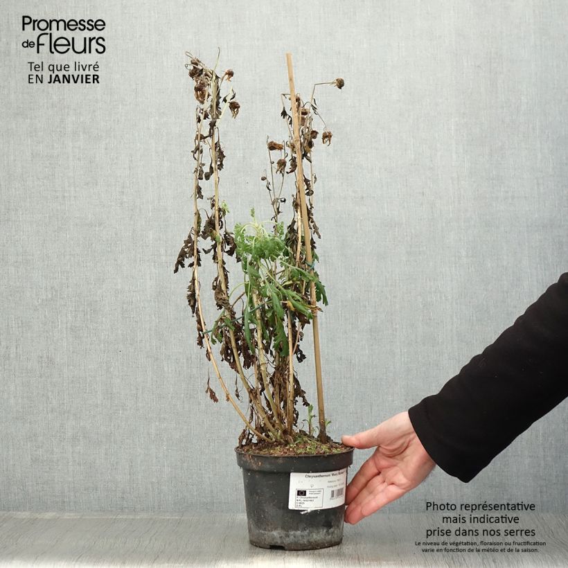 Exemplar von Chrysanthemum rubellum Mary Stoker - Herbst-Chrysantheme Topf mit 2L/3L wie im Winter geliefert