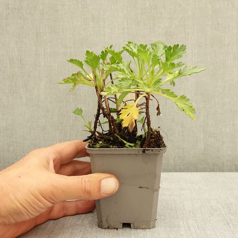 Exemplar von Chrysanthemum arcticum Roseum - Polar-Margerite Kleine Töpfe von 8/9 cm wie im Sommer geliefert