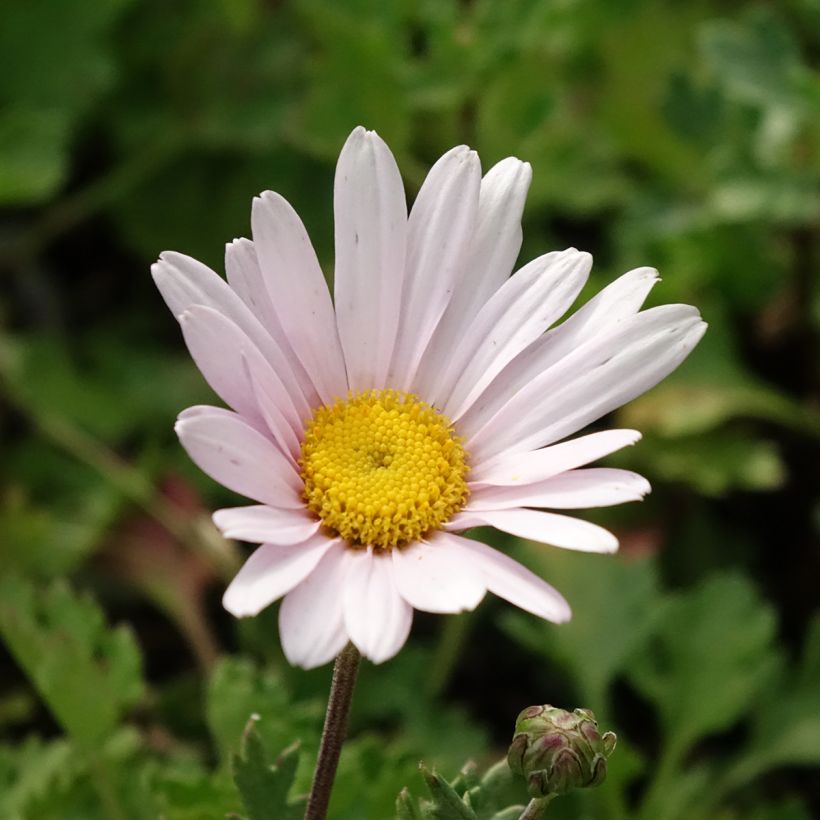 Chrysanthemum arcticum Roseum - Polar-Margerite (Flowering)