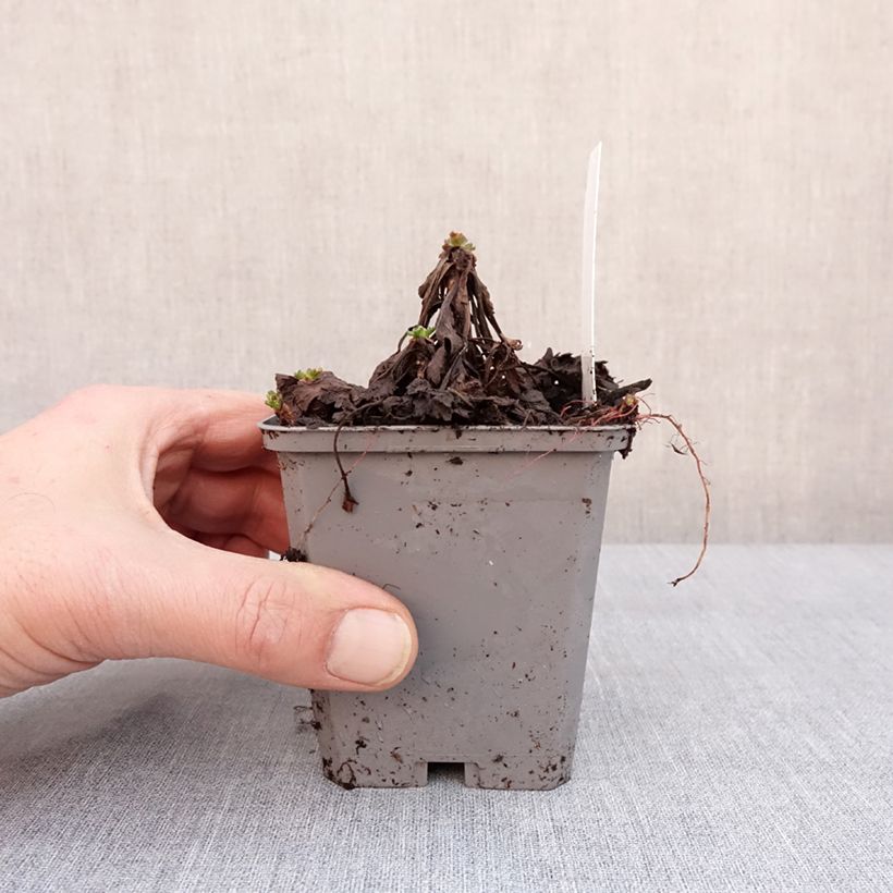 Example of Chrysanthemum arcticum Roseum - Polar-Margerite Kleine Töpfe von 8/9 cm as you get in hiver