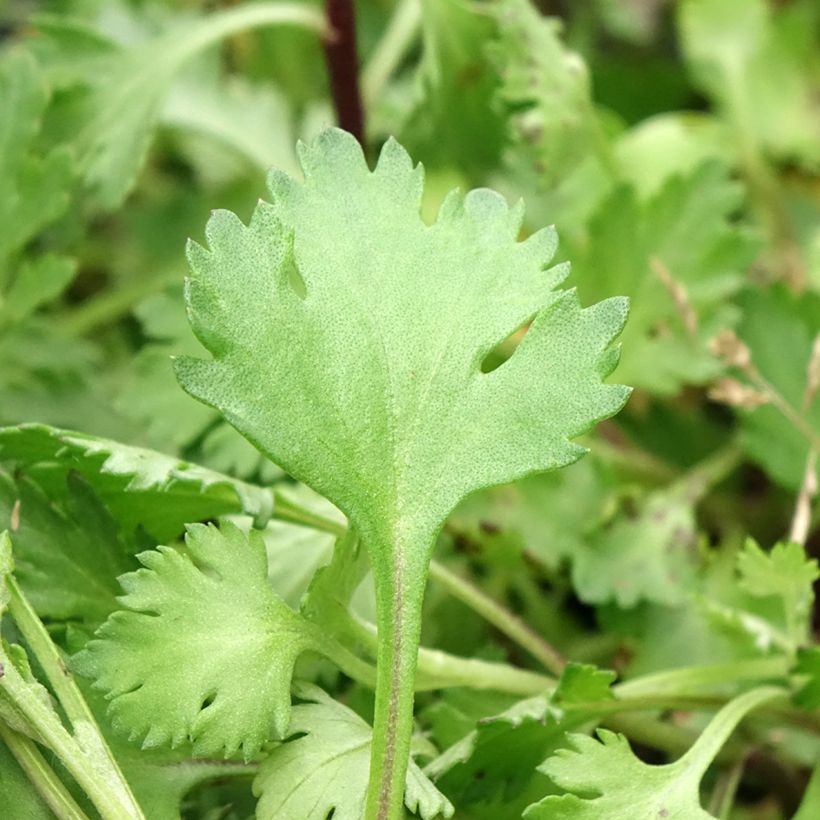 Chrysanthemum arcticum Roseum - Polar-Margerite (Foliage)