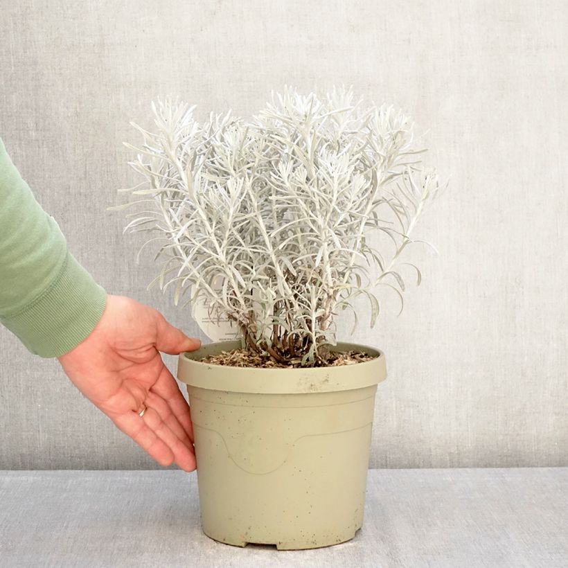 Exemplar von Chrysocephalum apiculatum Korma Topf mit 3L/4L wie im Winter geliefert