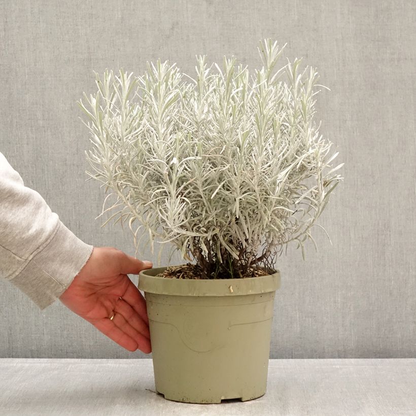 Exemplar von Chrysocephalum apiculatum Korma Topf mit 3L/4L wie im Frühjahr geliefert