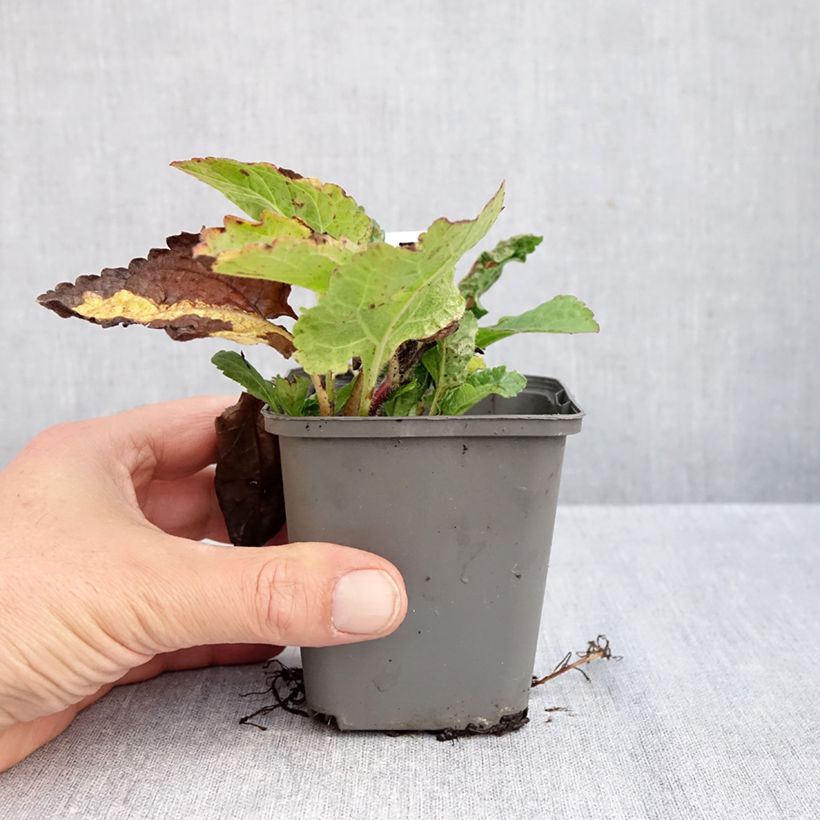 Exemplar von Chrysogonum virginianum André Viette - Goldkörbchen Kleine Töpfe von 8/9 cm wie im Herbst geliefert