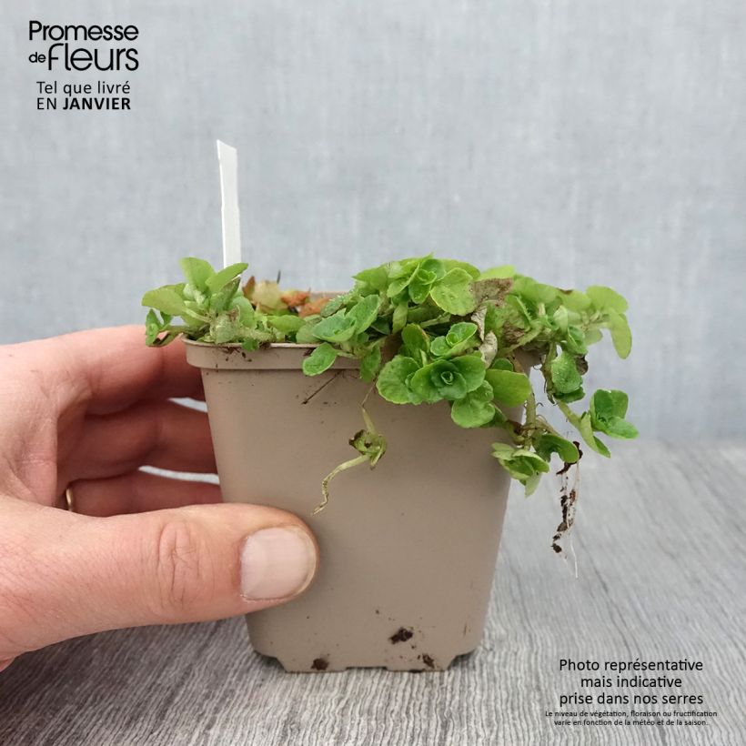 Exemplar von Chrysosplenium oppositifolium - Gegenblättriges Milzkraut Kleine Töpfe von 8/9 cm wie im Winter geliefert