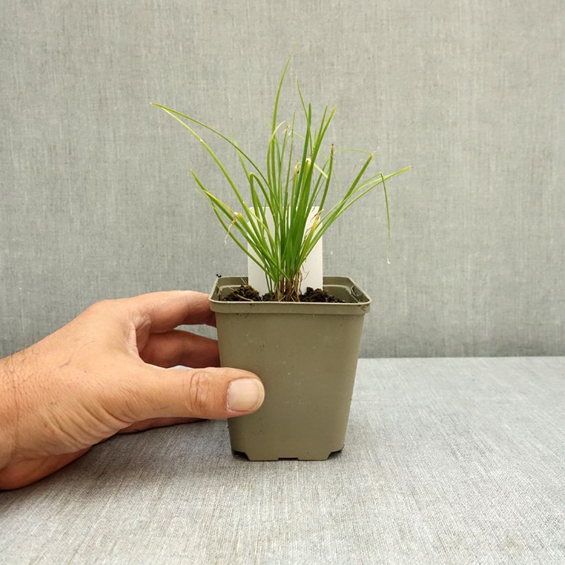 Exemplar von Schnittknoblauch Pflanzen Kleine Töpfe von 8/9 cm wie im Sommer geliefert