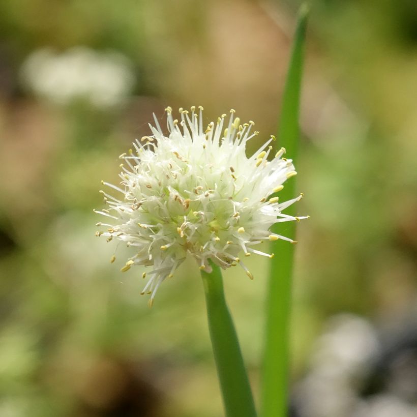 Winter-Zwiebel Bio (Blüte)