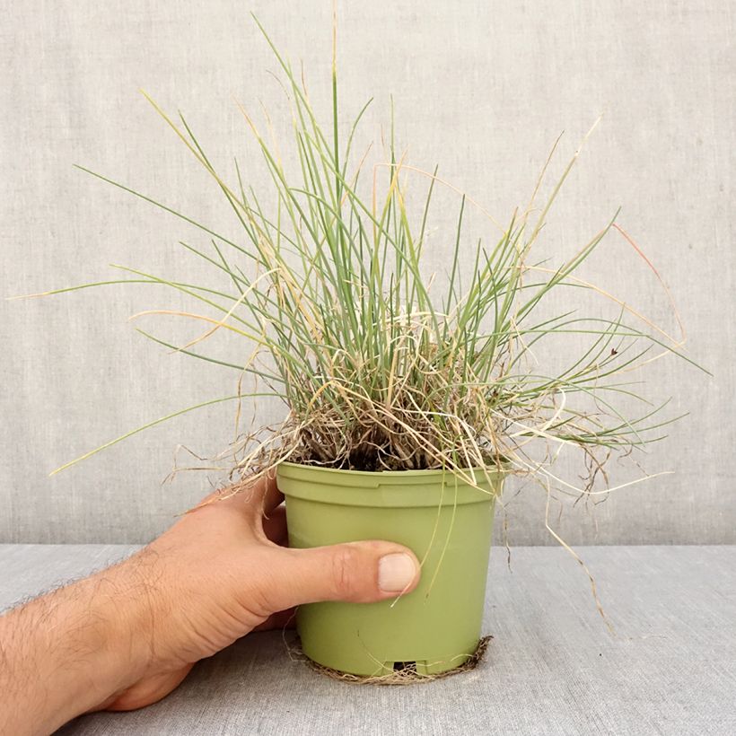 Exemplar von Winter-Zwiebel Bio Topf mit 1L/1,5L wie im Herbst geliefert